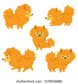 Cartoon collection of dogs: Pomeranian Spitz. Vector illustration. Isolated on white background.