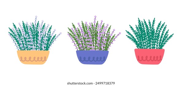 Cartoon Farbe blühende Lavendeltöpfe Set Aromatherapie Konzept flachen Design-Stil einzeln auf weißem Hintergrund. Vektorgrafik