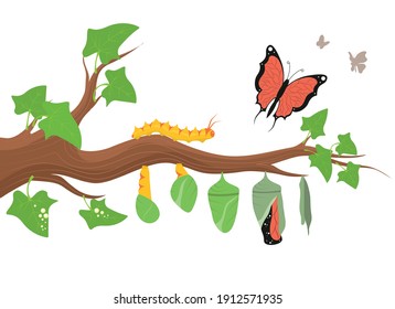 Cartoon Color Caterpillar Transformation Life Process Cycle Metamorphosis of Butterfly Concept Flat Design Style . Vector illustration