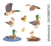 Cartoon Color Different Poses Wild Ducks Set Flying and Swimming Birds Concept Flat Design Style. Vector illustration of Adult Duck and Duckling