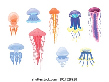 Cartoon Color Different Type Jellyfish Icon Set Flat Design Style. Vector illustration of Medusa Icons