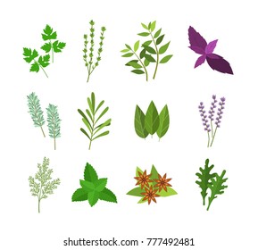 Cartoon Color Herbs Spices Set Aroma and Flavor Ingredient of Food Concept Flat Design Style. Vector illustration of Condiments