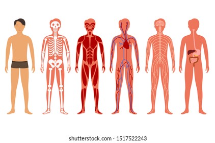 Cartoon Color Human Body Anatomy System Set Include of Skeleton, Digestive, Circulatory and Nervous. Vector illustration