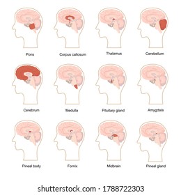 Cartoon Color Human Brain Components Icons Set Flat Design Style Include of Amygdala, Thalamus, Midbrain and Pons. Vector illustration of Icon