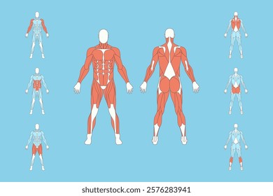 Cartoon Color Male Muscle Anatomy Set Training and Sport Concept Flat Design Style. Vector illustration of Figure with Highlighted Biceps and Quadriceps