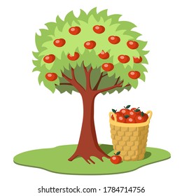 Cartoon colorful apple tree with red apples with a basket full of apples underneath. Apple harvest. Cartoon vector illustration isolated on white background.
