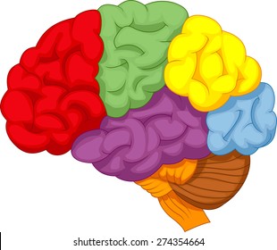 156,933 Colour Brain Images, Stock Photos & Vectors 