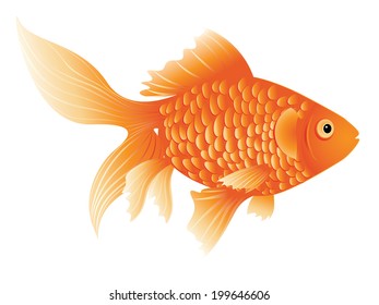 Cartoon colorful gold fish on white background.
