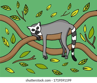 Cartoon colorful graphic picture with happy sleeping funny lemur on tree. Animal character isolated on green jungle forest background. Hand drawn vector illustration.