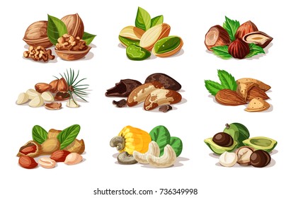 Cartoon colorful nuts set with walnut pistachio hazelnut almond peanut cashew macadamia pine brazil nuts isolated vector illustration