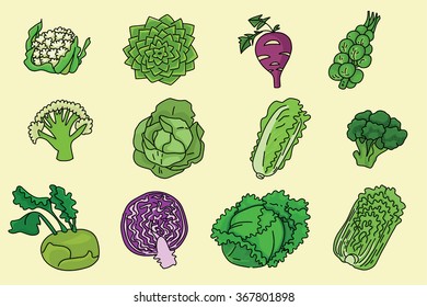 cartoon colorful set of cabbage .vector illustration