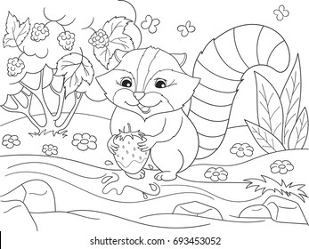 Cartoon coloring book black and white Nature. American, northern raccoon and coon washes strawberries. Vector illustration