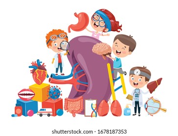 Cartoon Concept Of Human Organs