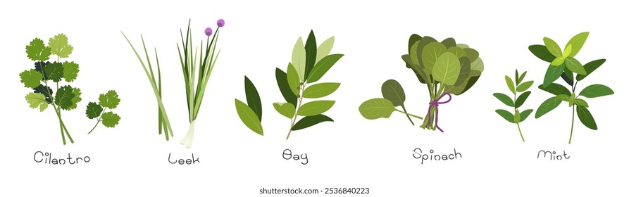 Hierbas de cocina de dibujos animados jardín. Hoja de laurel, cilantro, menta, espinacas, cilantro, puerro.  Conjunto de hierbas de cocina culinaria popular ilustración plana de Vector aislado en blanco. Colección de hierbas verdes o especias