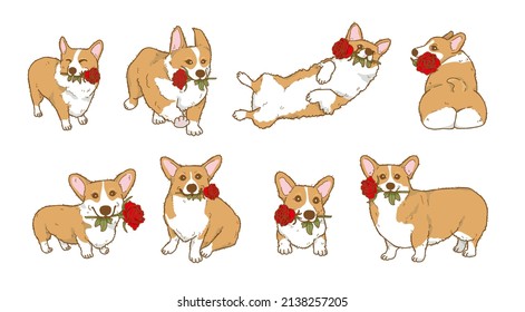 Cartoon corgi dog holding red rose flower in mouth, Lovely dog in love on valentines day gives gift illustration	