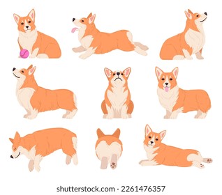 Cartoon corgi poses. Cute purebred corgi pet character sitting, sleeping and playing, domestic pedigree puppy flat vector illustration set. Happy corgi dog