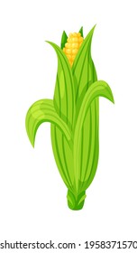 Cartoon corn cob in husk isolated on white background