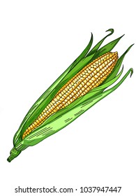 cartoon corn iilustration