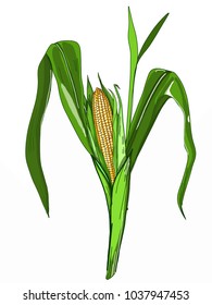 cartoon corn iilustration