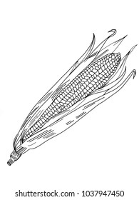 cartoon corn iilustration  drawing