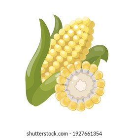 Cartoon corn isolated on white background. Whole and sliced. Vector illustration