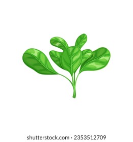 Cartoon corn salad vegetable. Farm fresh harvest, farming market organic product or healthy veggie. Vegetarian food, agriculture isolated vector whole corn salad vegetable leaves