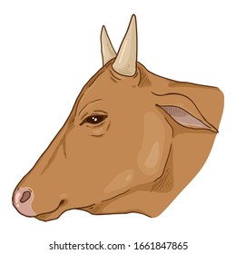 Cartoon Cow Head. Vector Cattle Illustration Side View.