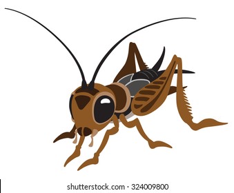 Cartoon Cricket Bug Isolated On White