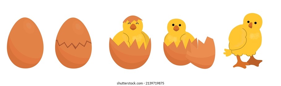 Caricatura de la linda incubadora de pollo de las etapas del huevo. Escaparate de huevos rotos y polluelo amarillo recién nacido. Concepto de vector de nacimiento del personaje de ave de granja de pascua. Carácter bebé amarillo que aparece de la concha.