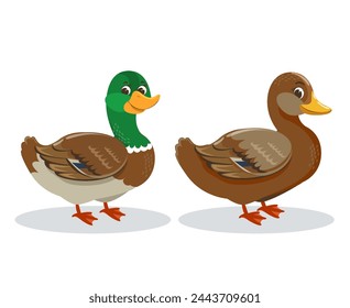 Cartoon cute birds, wild ducks isolated on a gray background. Vector illustration of a male and female mallard for your design, magazine article and encyclopedia. A couple of pet ducks.
