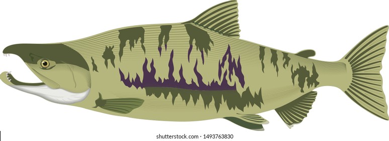 Cartoon cute chum salmon fish vector