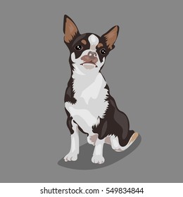 cartoon cute funny vector chihuahua dog at the white background