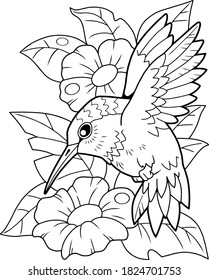 Hummingbird Coloring Page Hd Stock Images Shutterstock