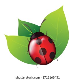 Cartoon cute ladybugs on green leaf isolated on white background illustration.Symbols of insects and beetles and fresh spring.