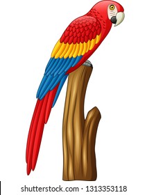 Cartoon cute macaw bird