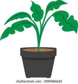 caricatura planta de tamaño medio lindo con algunas hojas que se ven muy bonitas