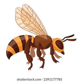 Cartoon cute striped bumblebee. Honey bee insect, winged insect isolated flat vector illustration. Flying bee mascot
