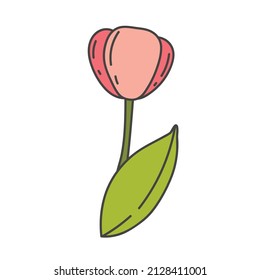 Cartoon cute tulip with green stalk vector illustration. spring flowers