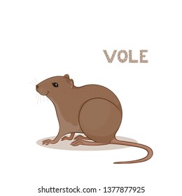 A cartoon cute vole, isolated on a white background. Animal alphabet.