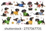 Cartoon dachshund in clothes vector set. Collection of cute fashion sausage dogs, wiener puppies in sweaters, and outfits for pets or baby design. White background.