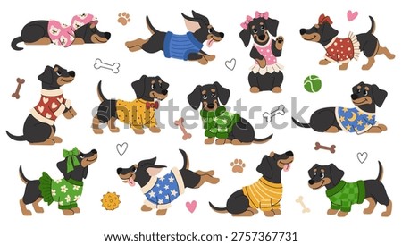 Cartoon dachshund in clothes vector set. Collection of cute fashion sausage dogs, wiener puppies in sweaters, and outfits for pets or baby design. White background.