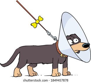 cartoon dachshund with cone collar from vet dog illustration vector