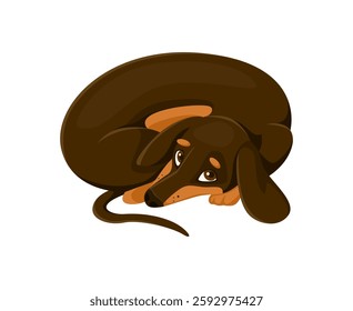 Cartoon dachshund dog and puppy character curled up with a sad expression, featuring a smooth brown coat and floppy ears. Isolated vector cute and heartwarming pet animal conveys comfort or longing