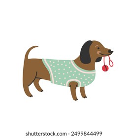 Dachshund perro de dibujos animados en suéter sosteniendo la bola en la boca.
Ilustración vectorial en estilo plano