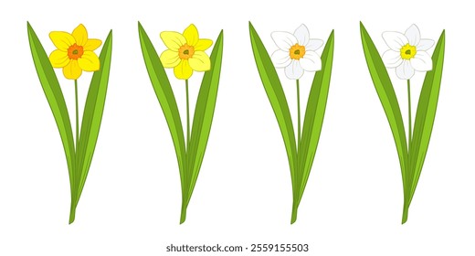 Cartoon daffodil or narcissus flower of bright yellow and white color isolated on white. Single plant with stem and leaves, front view. Vector clipart for Easter illustration, spring floral design.