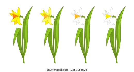 Cartoon daffodil or narcissus flower of bright yellow and white color isolated on white. Single plant with stem and leaves, side view. Vector clipart for Easter illustration, spring floral design.