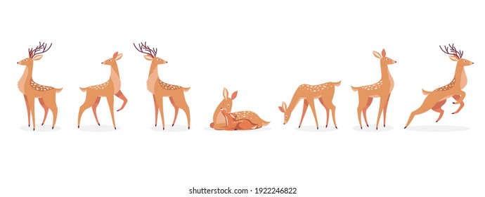 Cartoon deer set. Male horny, female, baby fawn spotted reindeers in different poses isolated on white. Vector illustrations for wildlife, animals family, forest fauna concept