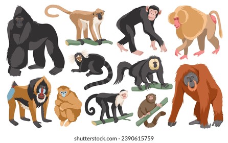 Cartoon different breeds monkeys. Funny exotic animals, tropical wildlife, various mammal primates, gorilla and orangutan, chimpanzee, gorilla and mandrill. Jungle inhabitants tidy vector set