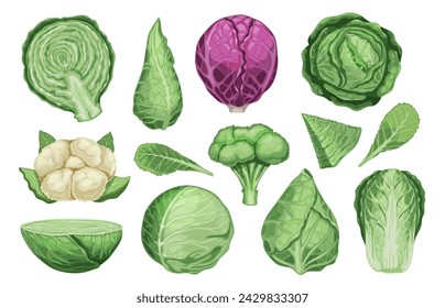 Cartoon different cabbage. Fresh organic vegetable brussels sprouts, healthy vegetarian food icons, raw cabbage and sprouts. Vector isolated set of fresh organic cabbage natural illustration