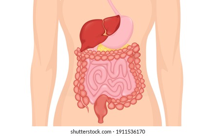 Cartoon Digestive System For Medical Design. Flat Vector Illustration. Isolated Vector Illustration.